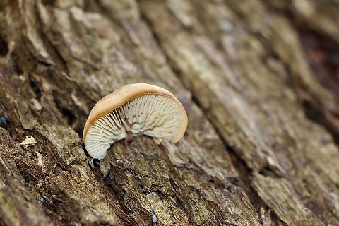 Lentinellus pulvinulus Growing on eucalyptus tree.
 Australia,Eamw fungi,Geotagged,Lentinellus pulvinulus,Winter