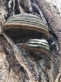Fomitiporia robusta Growing on river red gum tree. Australia,Eamw fungi,Fomitiporia robusta,Geotagged