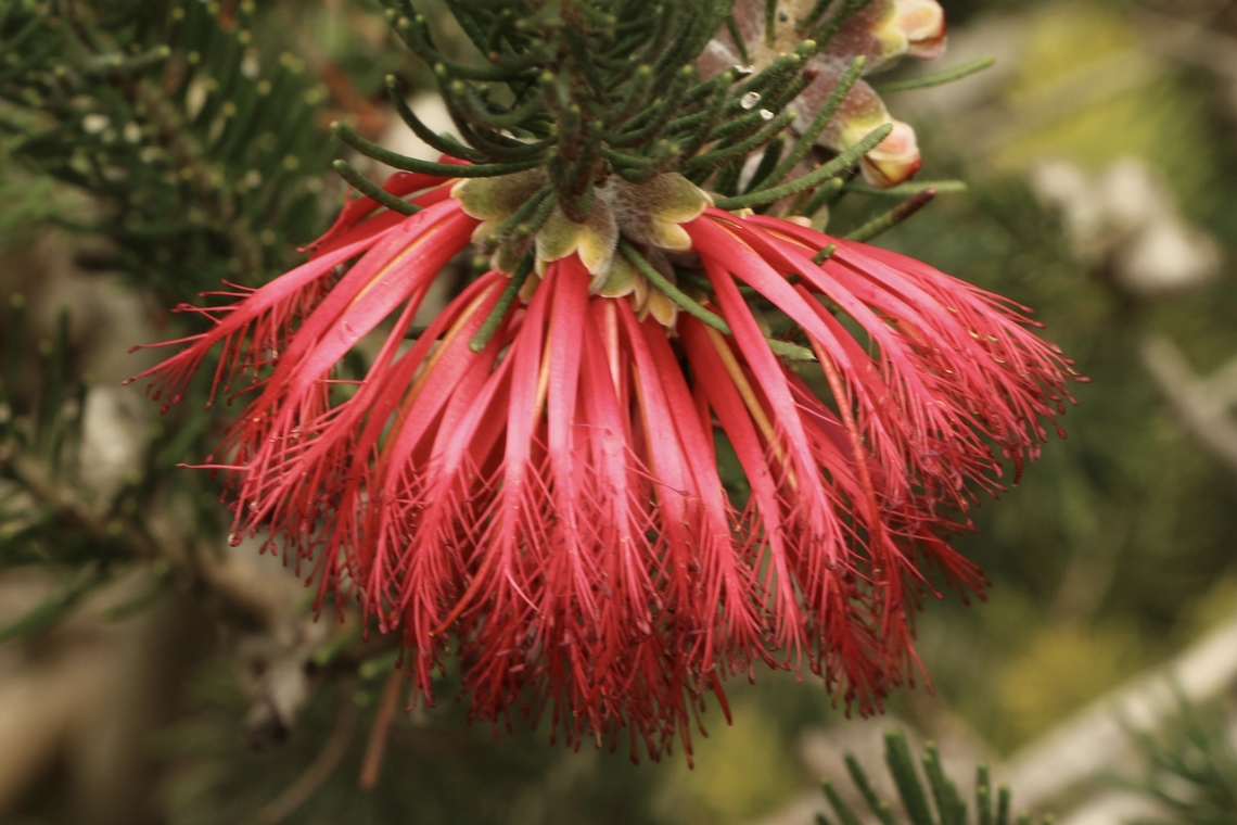 One-sided bottlebrush - Calothamnus quadrifidus A West Australian species but often used as ornamental plantings in parks and gardens. Australia,Calothamnus quadrifidus,Eamw flora,Geotagged,One-sided bottlebrush,Winter