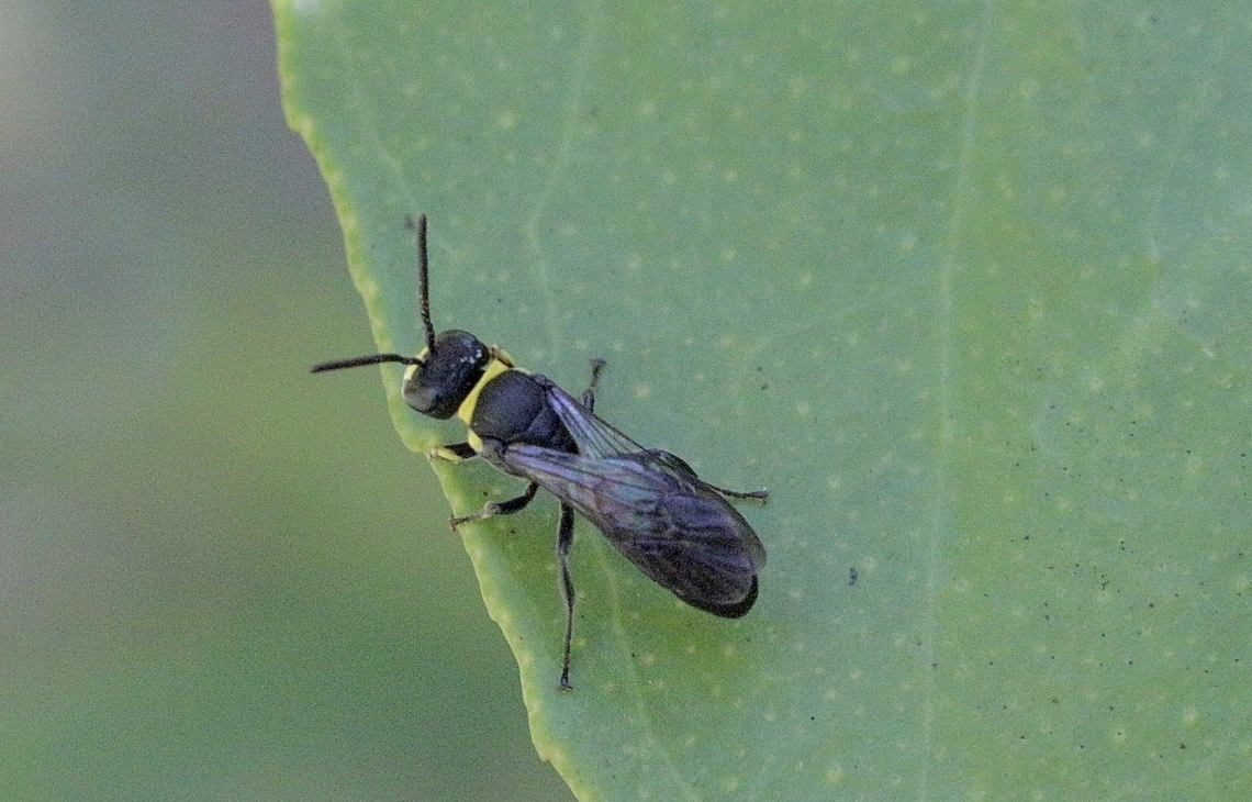 Bituberculate Masked Bee Hylaeus bituberculatus  Australia,Bituberculate Masked Bee,Geotagged,Hylaeus bituberculatus,Spring,eamw bees
