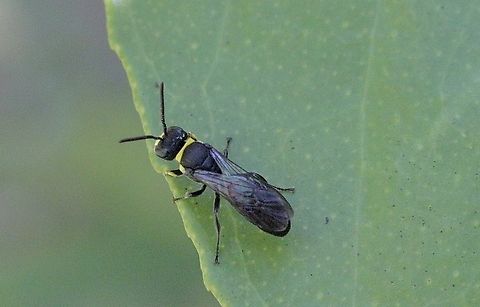 Bituberculate Masked Bee Hylaeus bituberculatus  Australia,Bituberculate Masked Bee,Geotagged,Hylaeus bituberculatus,Spring,eamw bees