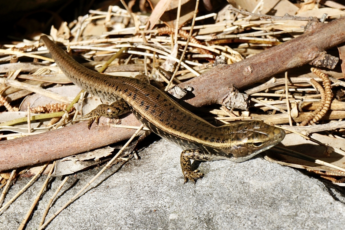Eastern water skink - Eulamprus quoyii             Australia,Eastern Water Skink,Eulamprus quoyii,Geotagged,Spring,eamw reptiles