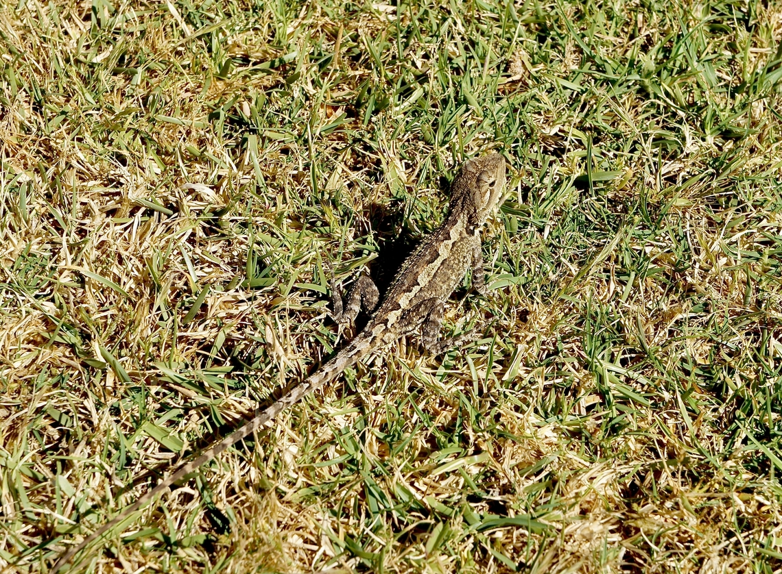 Jacky dragon - Amphibolurus muricatus                         Amphibolurus muricatus,Australia,Fall,Geotagged,Jacky dragon,Spring,eamw reptiles