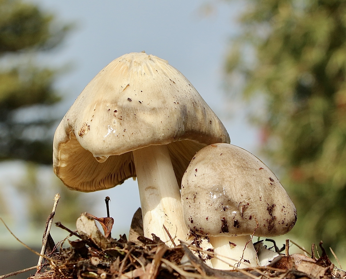Big Sheath Mushroom - Volvopluteus gloiocephalus Growing in wood mulch. Australia,Big Sheath Mushroom,Eamw fungi,Geotagged,Volvopluteus gloiocephalus,Winter
