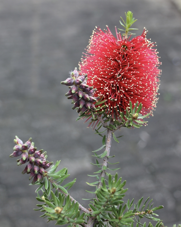 Blackdown bottlebrush - Melaleuca pearsonii Unusual name ,but beautiful flower. Another Australian native plant which is commonly used for ornamental plantings.  Australia,Blackdown bottlebrush,Eamw flora,Geotagged,Melaleuca pearsonii,Winter
