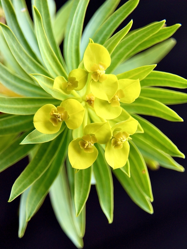Sea spurge - Euphorbia cyparissias An introduced species which has been used in the flora trade but also has escaped and infested sand dunes along the coast. Australia,Eamw flora,Euphorbia paralias,Geotagged,Sea Spurge,Winter