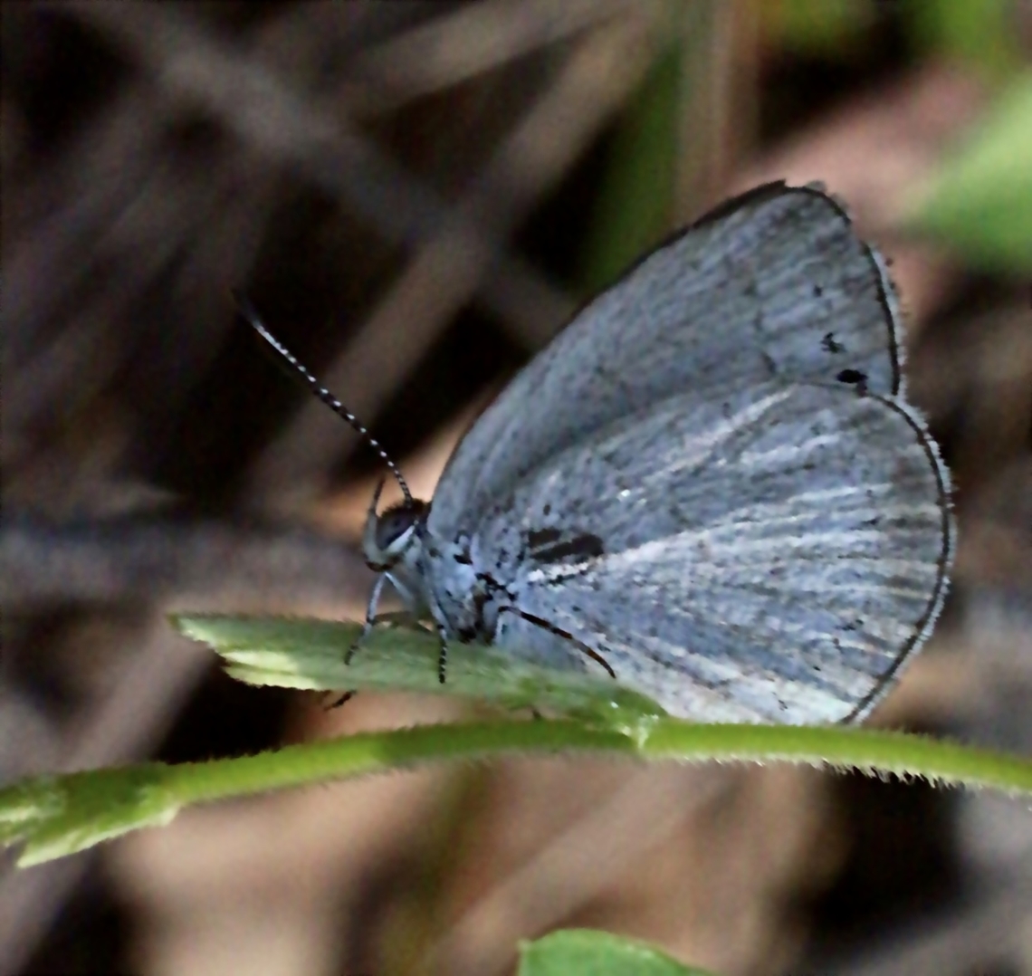 Small dusky blue - Erina erina Sorry for image quality. Australia,Candalides erinus,Eamw butterflies,Geotagged