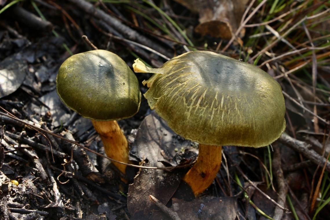 Green skin-head - Cortinarius austrovenetus  Cortinarius,Cortinarius austrovenetus,EW cortinarius,Eamw fungi,Geotagged,Green skin-head