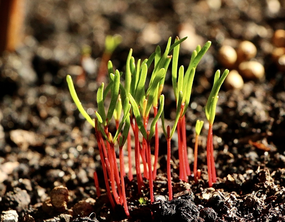 Unknown seedlings growing after a control burn fire by national park rangers.  Australia,Eamw flora,Geotagged,Winter
