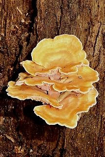 Pagoda fungus - Podoserpula pusio,  Australia,Eamw fungi,Geotagged,Podoserpula Pusio,Podoserpula pusio,Winter