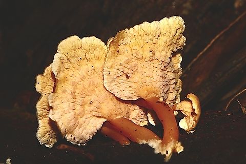 Pagoda fungus - Podoserpula pusio,(underside) In place of gills the underside spore-bearing surface has decurrent, contorted crinkles with raised surfaces and nodules.   The spore-print is white. Australia,Eamw fungi,Geotagged,Pagoda Fungus,Podoserpula pusio,Winter