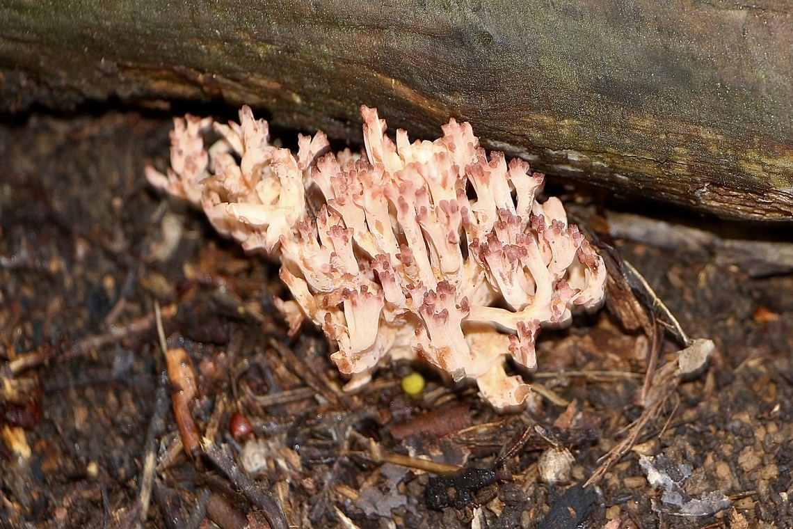 Ramaria rubripermanens Growing very close to a dead tree trunk. Australia,Eamw coral fungi,Eamw fungi,Geotagged,Mount Billy,Ramaria rubripermanens,Winter