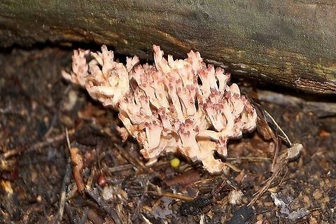 Ramaria rubripermanens Growing very close to a dead tree trunk. Australia,Eamw coral fungi,Eamw fungi,Geotagged,Mount Billy,Ramaria rubripermanens,Winter
