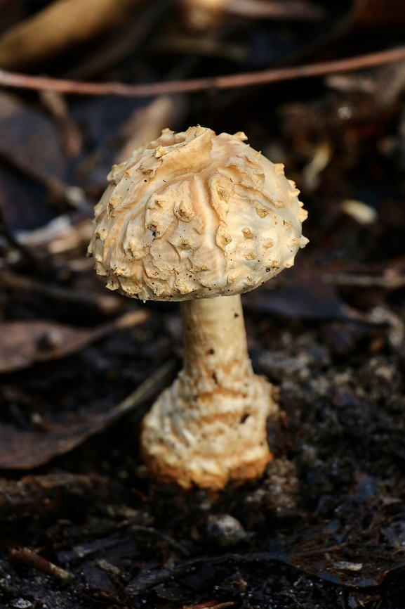Coker’s Amanita - Amanita cokeri I might be wrong, as I can&rsquo;t find info on its occurance in Australia  Amanita cokeri,Australia,Coker's Amanita,Eamw fungi,Geotagged,Winter