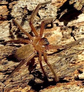 Social huntsman spider - Delena cancerides  Australia,Delena cancerides,Eamw spiders,Eamw spiders huntsman,Geotagged,Winter