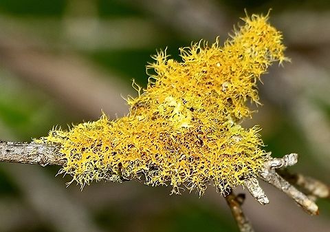 Hair Lichen  - Teloschistes  Australia,Eamw lichen,Geotagged,Winter