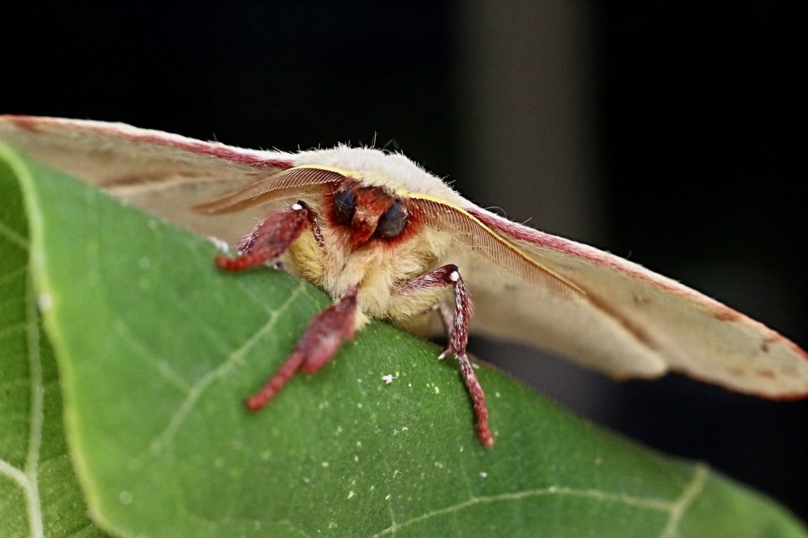 Common anthelid moth - Anthela acuta My entry for moth week Anthela,Anthela acuta,Australia,Eamw moth,Fall,Geotagged,NSW Tea Gardens,National Moth Week 2022,moth week 2022