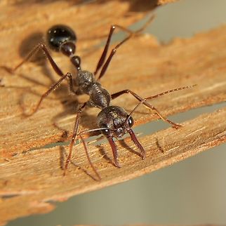 Bull ant - Myrmecia pyriformis Close to 2.5 cm or 1 inch long. Australia,Eamw ants,Geotagged,Myrmecia pyriformis,Winter