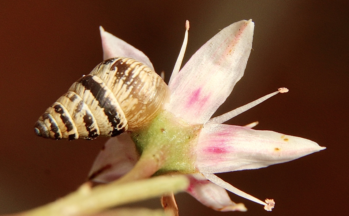 Small Pointed Snail - Cochlicella barbara An introduced species, approximately 10 mm long<br />
 Australia,Cochlicella barbara,Eamw terrestrial snails,Geotagged,Small Pointed Snail,Winter
