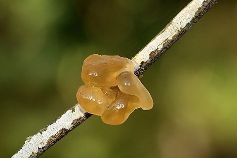 Genus - Tremella Growing on dead branches Australia,Eamw fungi,Geotagged,Winter