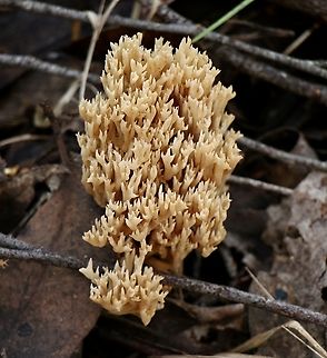 Gomphaceae  Australia,Eamw coral fungi,Eamw fungi,Geotagged,Winter