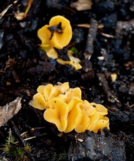 Genus - Phaeohelotium  Australia,Geotagged,Winter