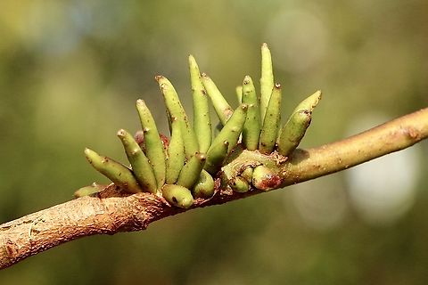 Galls growing in a cluster on red flowering eucalyptus. I opened one spike and found a wasp pupae inside.I assume that each spike has a larvae or pupae within it. Australia,Eamw galls,Geotagged,Winter