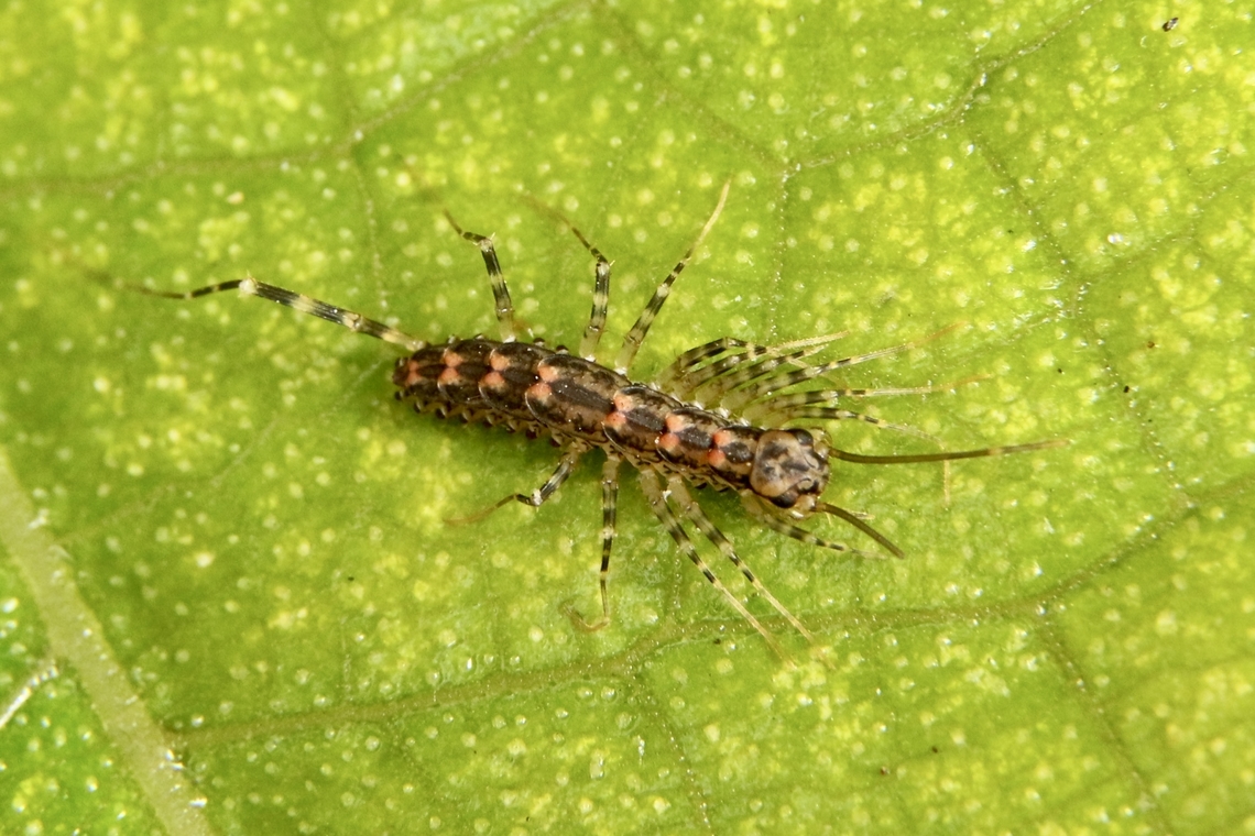 House centipede - Allothereua maculata Found under eucalyptus tree bark. Lost many legs maybe a predator fighting with it under the bark. Allothereua maculata,Australia,Eamw millipedes,Geotagged,Winter,centipedes
