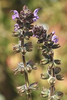 Wild Salvia - Salvia verbenaca) Introduced to Australia . Australia,Eamw flora,Geotagged,Salvia verbenaca,Salvia verbenaca),Winter
