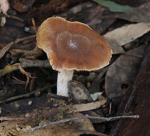 Genus -Cortinarius  Australia,EW cortinarius,Eamw fungi,Geotagged