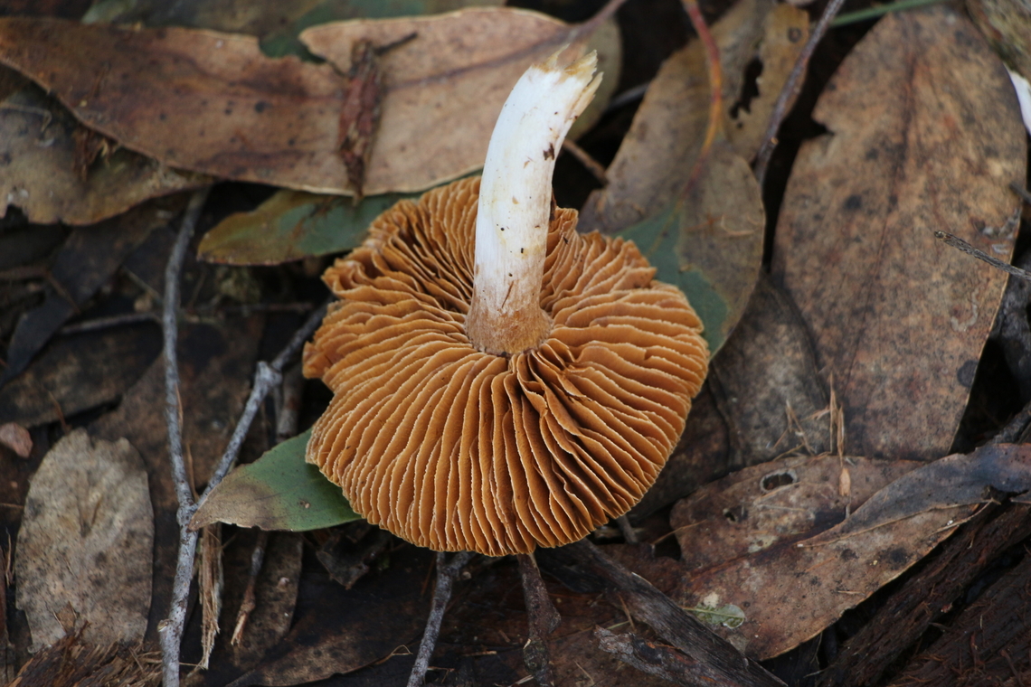 Genus - Cortinarius  Australia,EW cortinarius,Eamw fungi,Geotagged,Winter