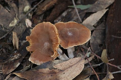 Genus - Cortinarius  Australia,EW cortinarius,Eamw fungi,Geotagged,Winter