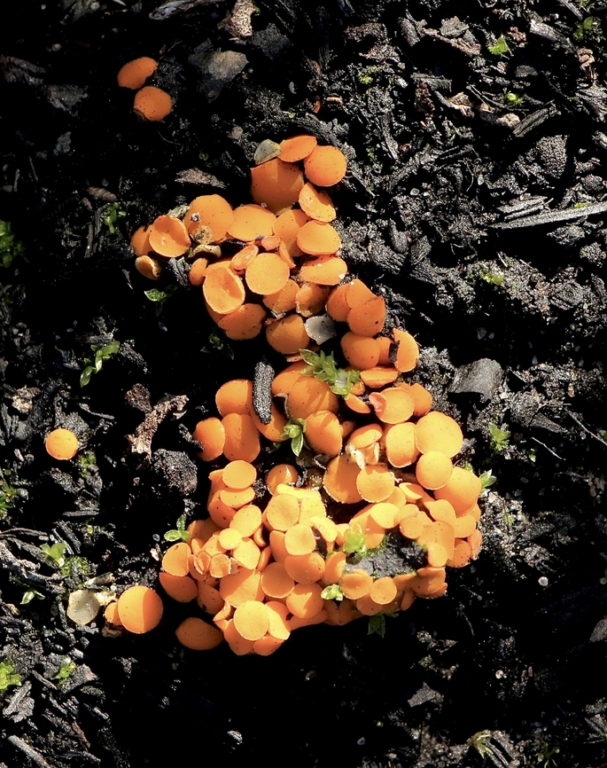 FAMILY - Pyronemataceae Growing in burned banksia ash. Australia,Eamw fungi,Geotagged,Winter