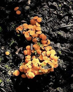 FAMILY - Pyronemataceae Growing in burned banksia ash. Australia,Eamw fungi,Geotagged,Winter