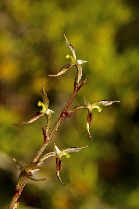Small Mosquito Orchid - Acianthus pusillus  Acianthus pusillus,Australia,Eamw flora,Eamw orchids,Geotagged,Mount Billy Conservation Park,Small Mosquito-Orchid,Winter