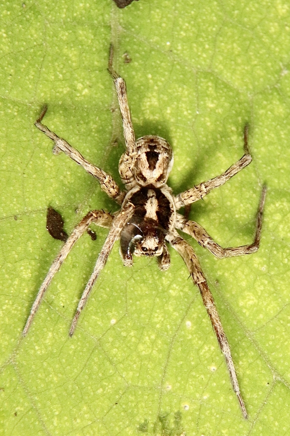 Venator spenceri The spider got accidentally injured when I was digging in the garden.  Australia,Eamw spiders,Eamw wolf spiders,Geotagged,Venator spenceri,Winter