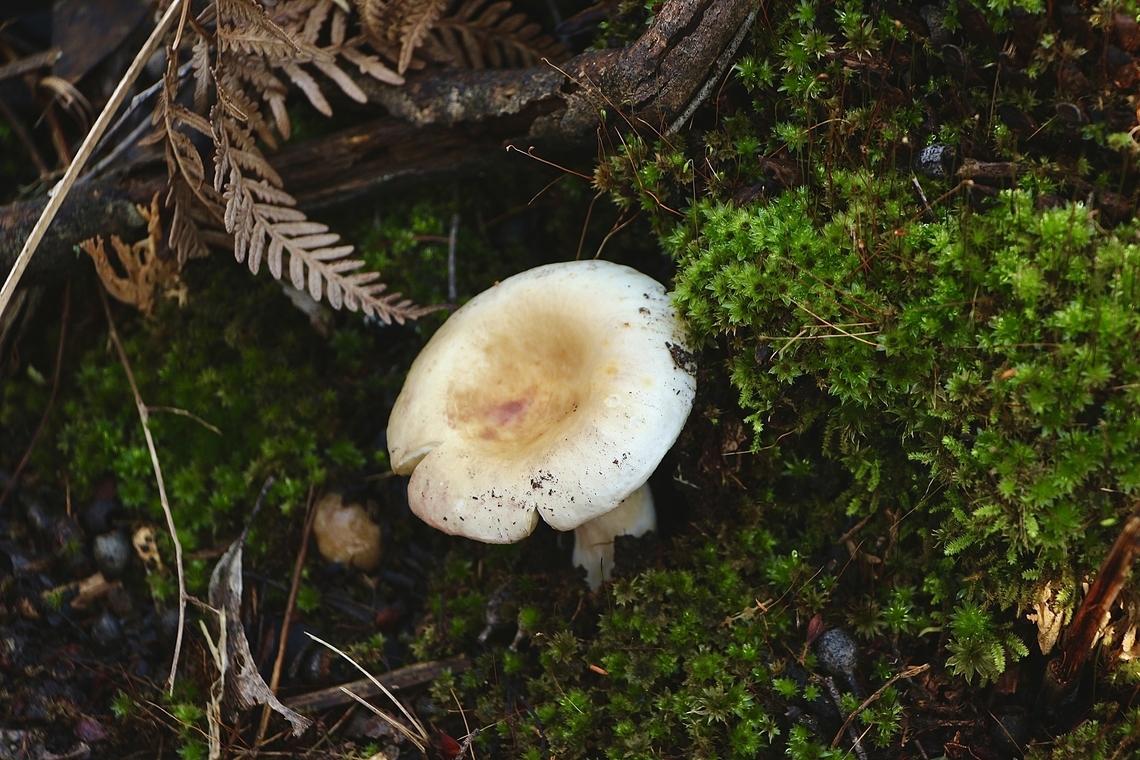 Genus - Russula  Australia,Eamw fungi,Geotagged,Winter