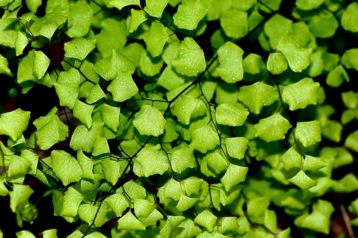 Maidenhair fern - Adiantum aethiopicum Closeup of leaves. Adiantum aethiopicum,Australia,Eamw flora,Geotagged,Maidenhair fern,Winter