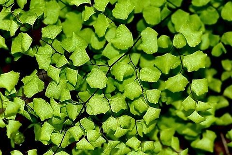 Maidenhair fern - Adiantum aethiopicum Closeup of leaves. Adiantum aethiopicum,Australia,Eamw flora,Geotagged,Maidenhair fern,Winter
