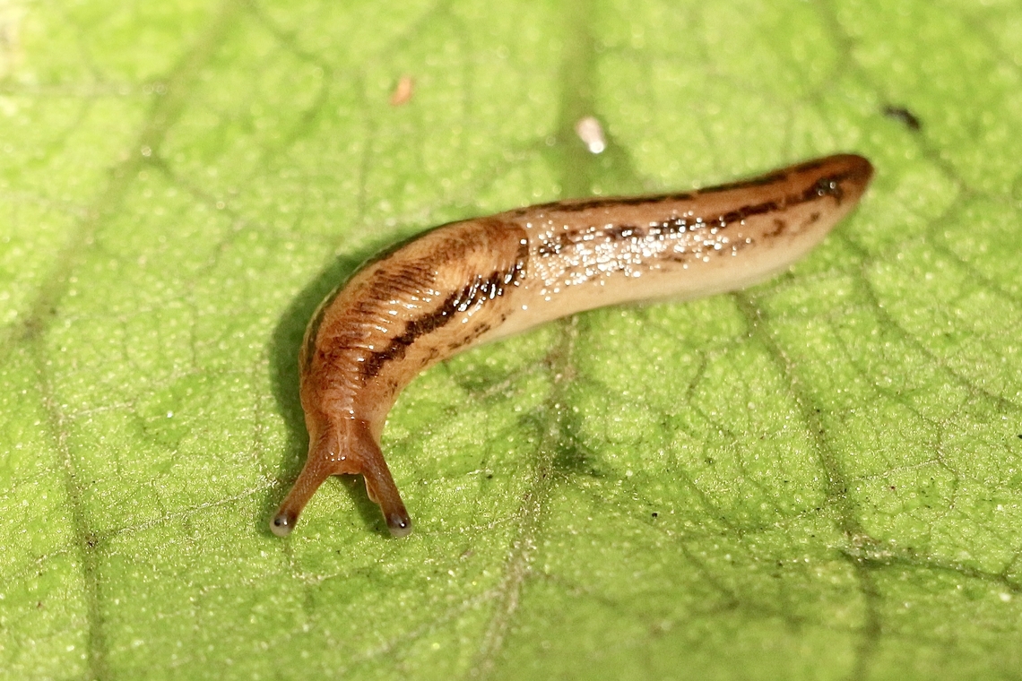 Threeband slug-  Genus Ambigolimax Found in garden soil. Australia,Eamw terrestrial snails,Geotagged,Winter