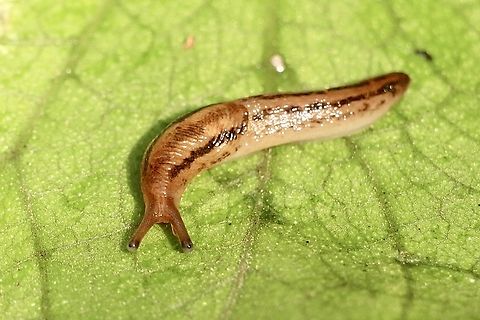 Threeband slug-  Genus Ambigolimax Found in garden soil. Australia,Eamw terrestrial snails,Geotagged,Winter