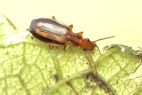 Ground beetle- Genus Demetrias. A small beetle of about 10 mm length. Living under eucalyptus bark. Australia,Eamw beetles,Geotagged,Winter