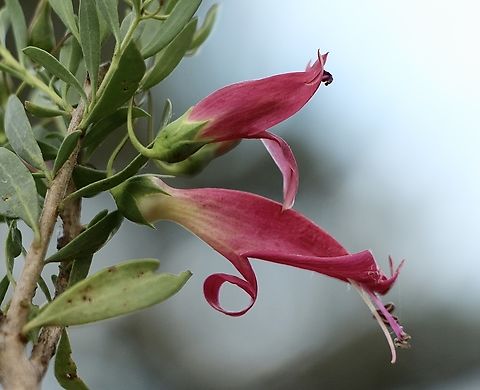 Spotted emu bush - Eremophila maculata This one is not spotted inside the flower. Australia,Eamw flora,Eremophila  maculata,Geotagged,Spotted emu bush,Winter
