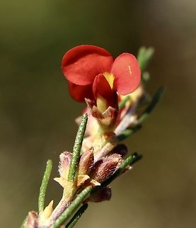 Red Parrot-Pea , Dillwynia hispida  Australia,Dillwynia hispida,Eamw flora,Eamw native pea,Geotagged,Red Parrot-Pea,Winter