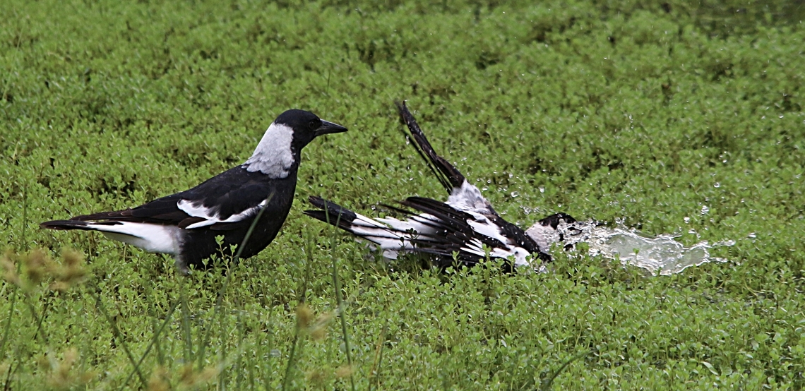 Australian Magpies - Gymnorhina tibicen Enjoying a bath in a puddle they found in a swamp area. Australia,Australian magpie,Geotagged,Gymnorhina tibicen,Summer,eamw birds