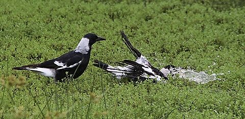 Australian Magpies - Gymnorhina tibicen Enjoying a bath in a puddle they found in a swamp area. Australia,Australian magpie,Geotagged,Gymnorhina tibicen,Summer,eamw birds