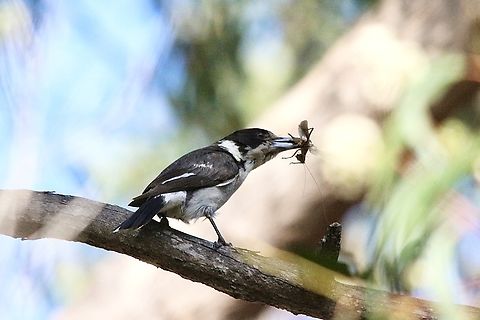 Grey Butcherbird - Cracticus torquatus Butcherbird with its lunch. Australia,Cracticus torquatus,Geotagged,Grey Butcherbird,Spring,eamw birds