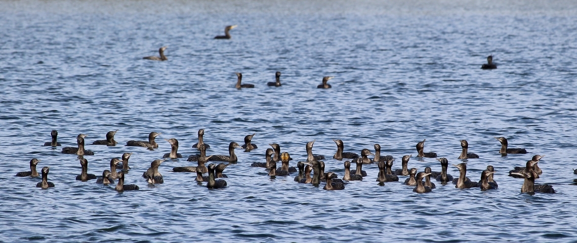 Little black cormorants- Phalacrocorax sulcirostris Gathered to do some fishing Australia,Eamw birds,Geotagged,Phalacrocorax sulcirostris,Summer,Winter,little black cormorant