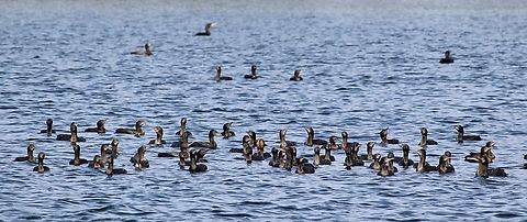 Little black cormorants- Phalacrocorax sulcirostris Gathered to do some fishing Australia,Eamw birds,Geotagged,Phalacrocorax sulcirostris,Summer,Winter,little black cormorant
