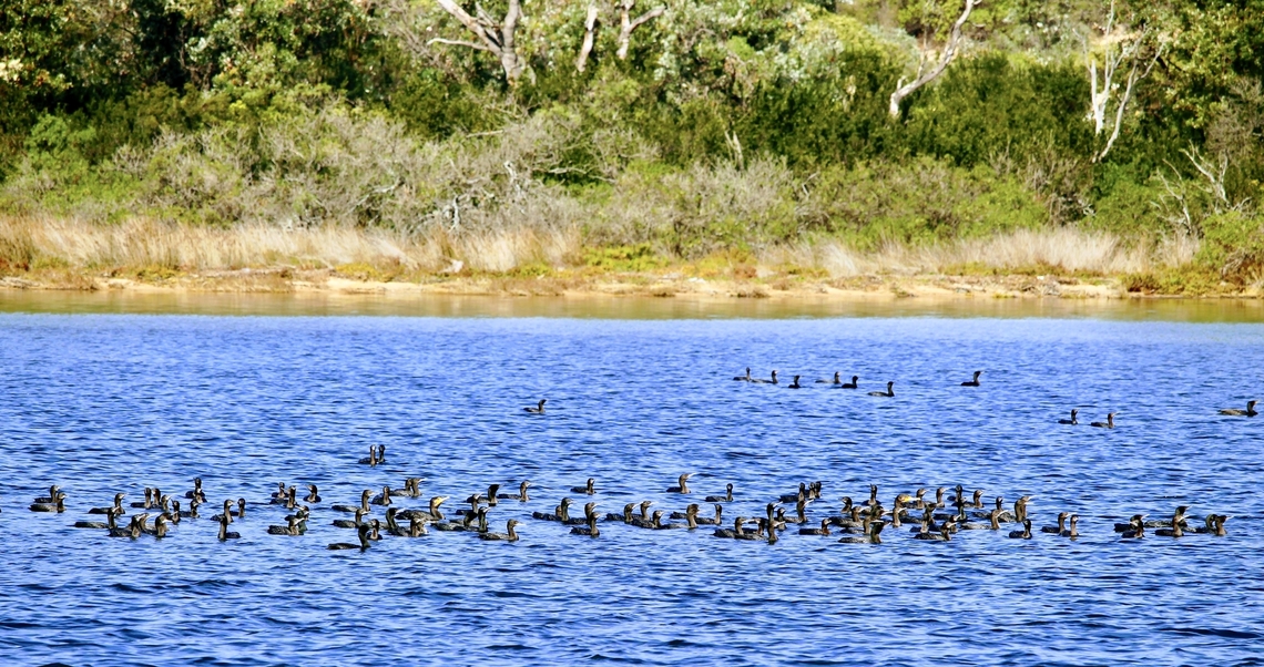 Little black cormorants- Phalacrocorax sulcirostris  Australia,Eamw birds,Geotagged,Phalacrocorax sulcirostris,Winter,little black cormorant